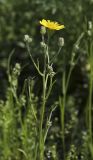 Crepis tectorum