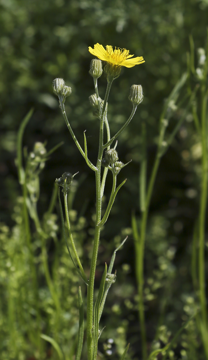 Изображение особи Crepis tectorum.