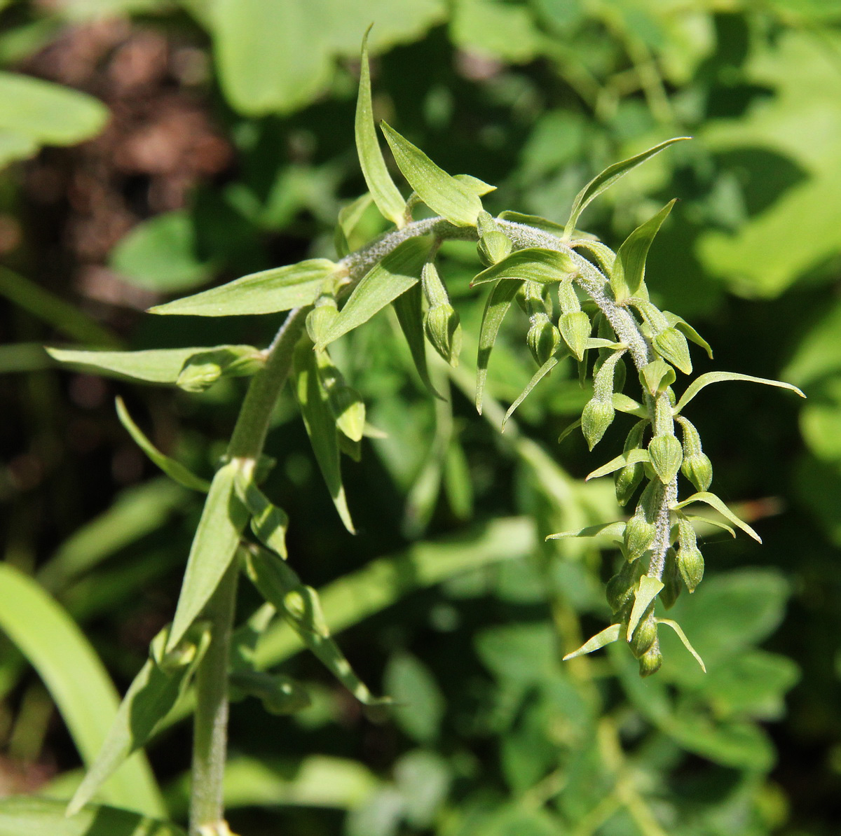 Изображение особи Epipactis helleborine.