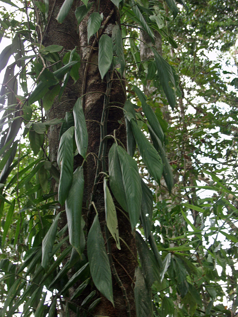 Image of genus Rhaphidophora specimen.