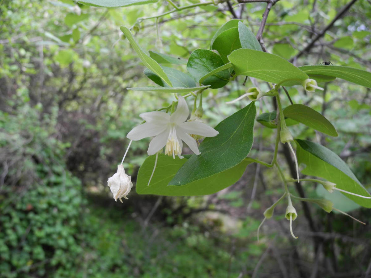 Изображение особи Styrax officinalis.