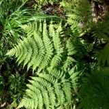 Dryopteris assimilis. Верхние части листьев (вай). Свердловская обл., Североуральский городской округ, окр. пос. Крутой Лог, бывшая дер. Высотинка, смешанный лес, берег р. Вагран. 29.07.2017.