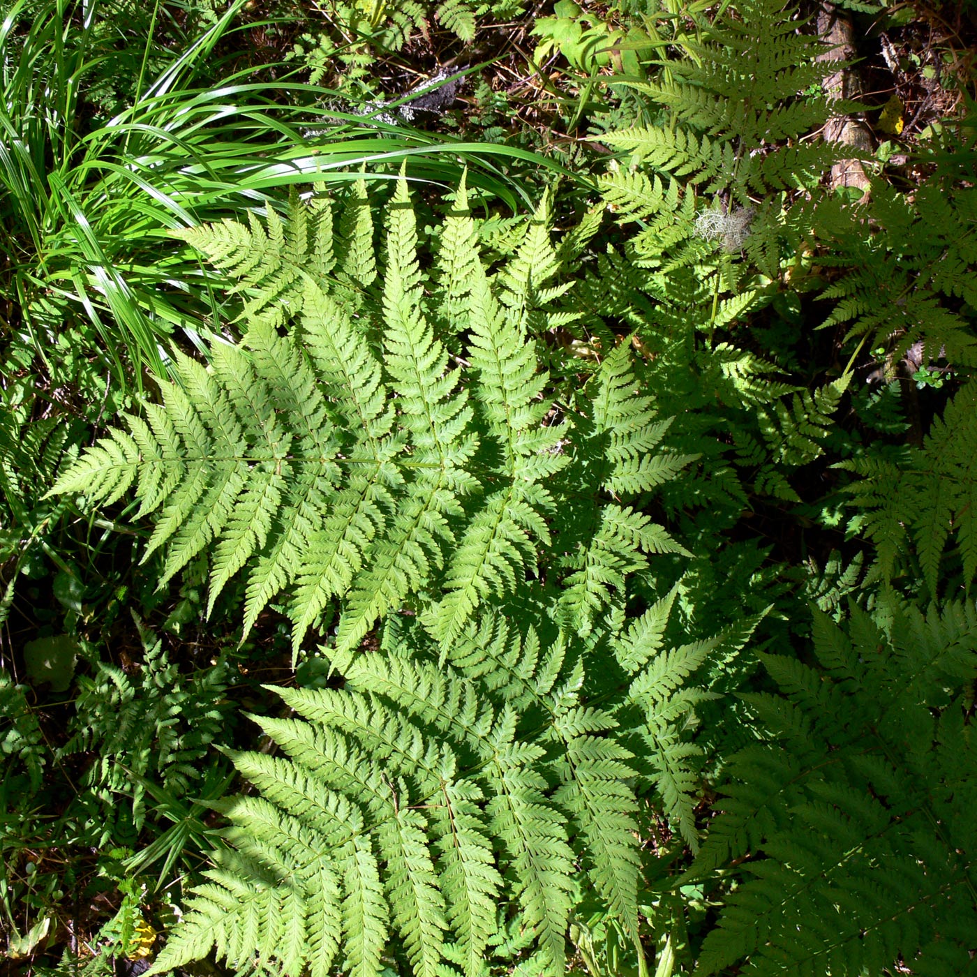 Image of Dryopteris assimilis specimen.