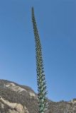 Agave xylonacantha