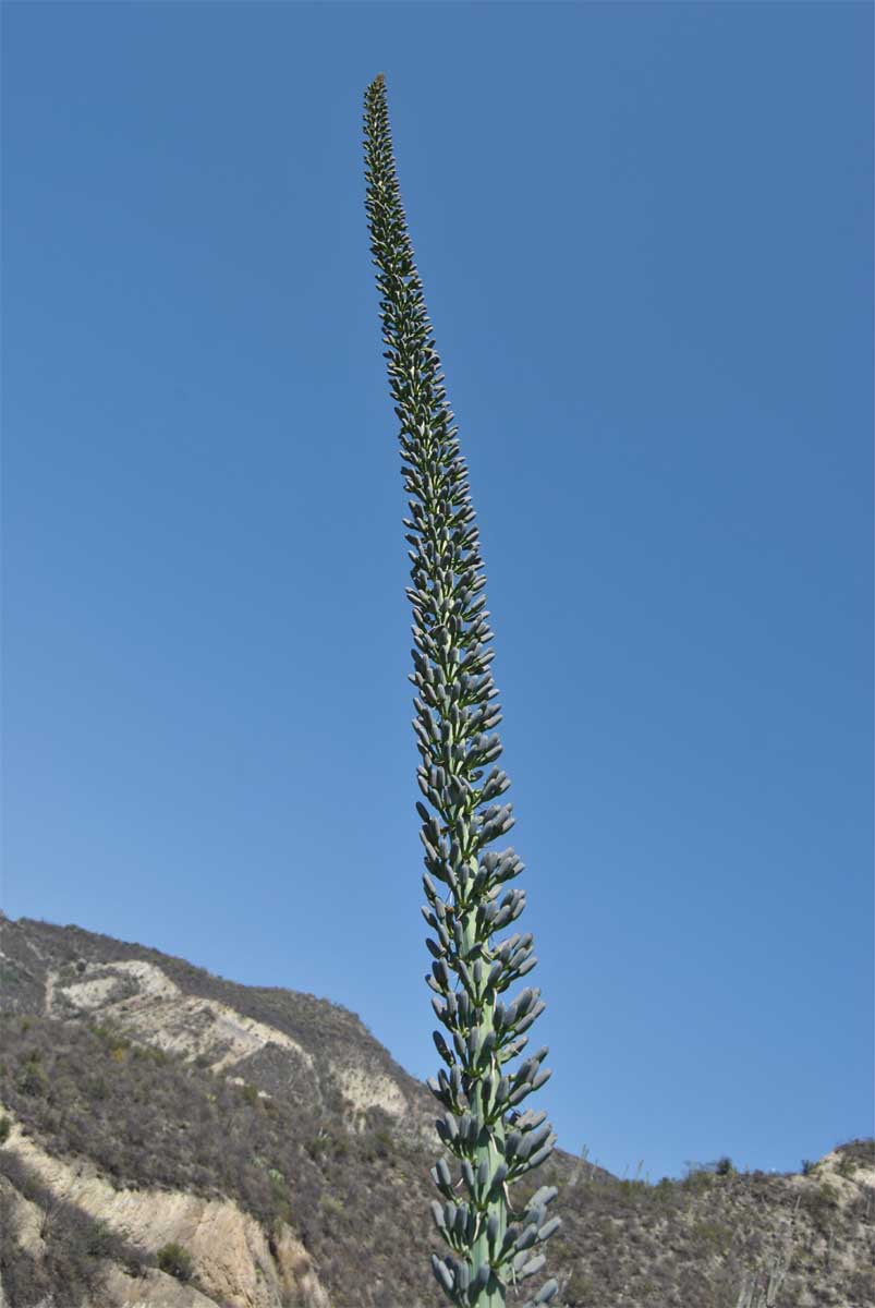 Image of Agave xylonacantha specimen.