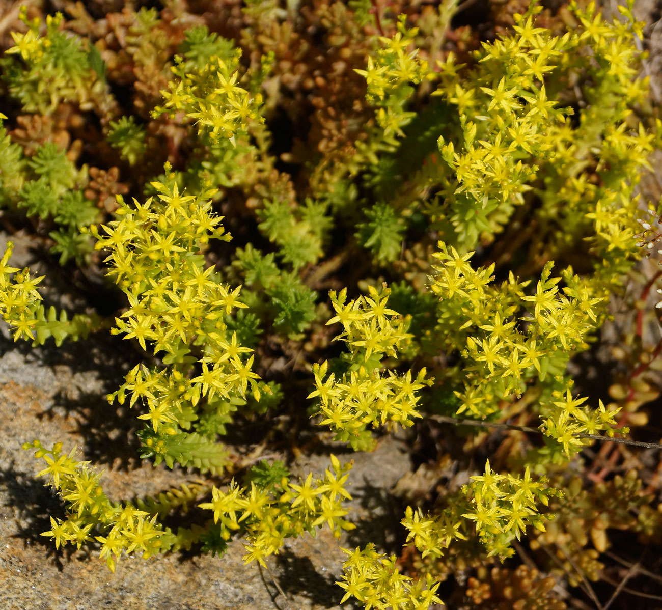 Изображение особи Sedum sexangulare.