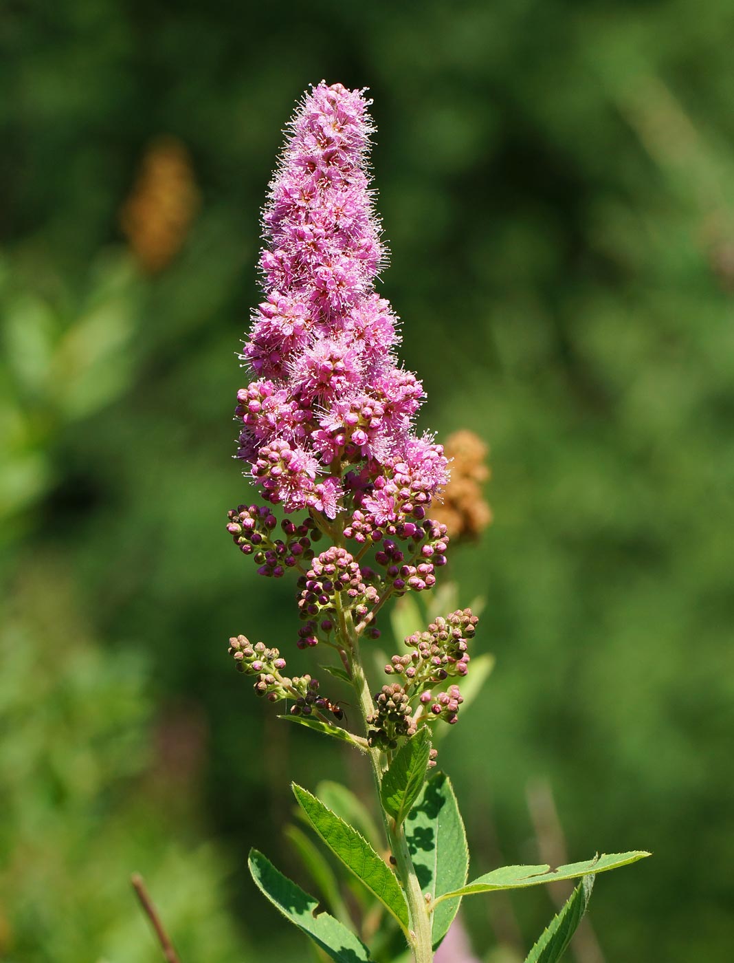 Image of Spiraea &times; billardii specimen.