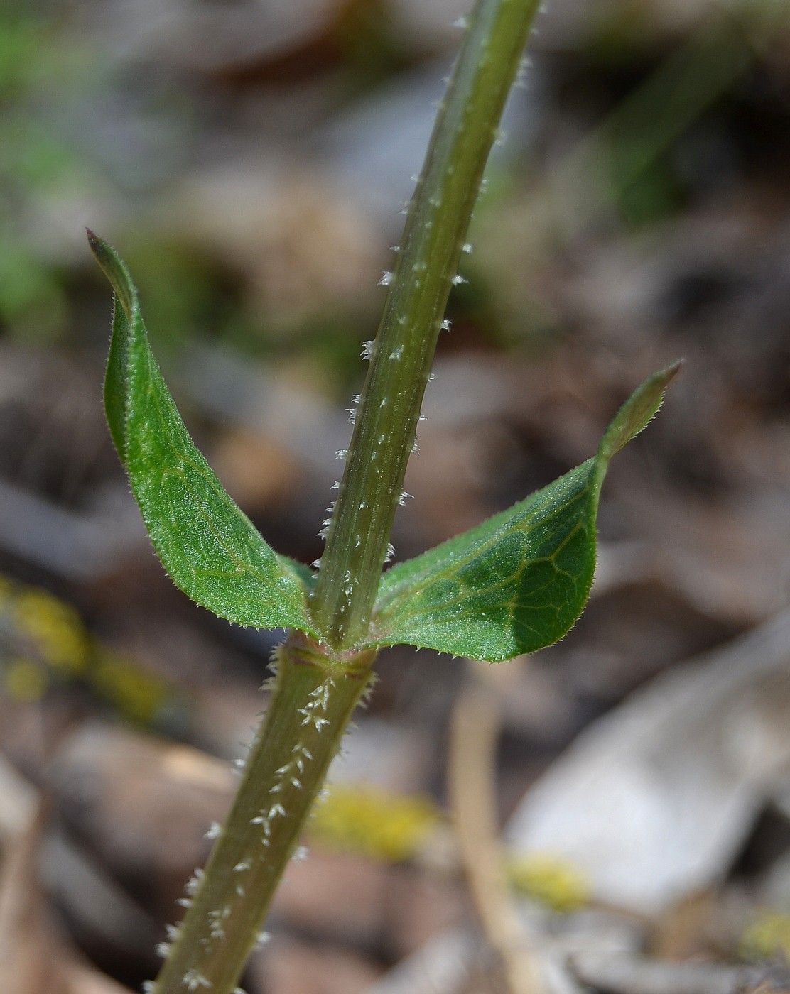 Image of Rubia tinctorum specimen.