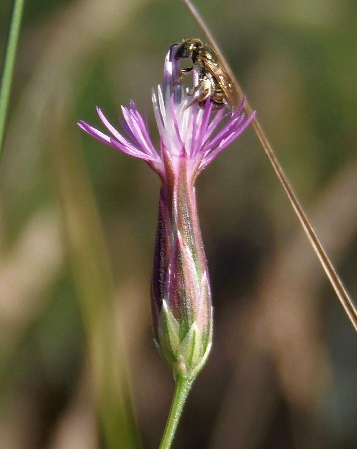 Image of Crupina vulgaris specimen.