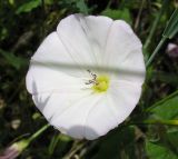 Convolvulus arvensis