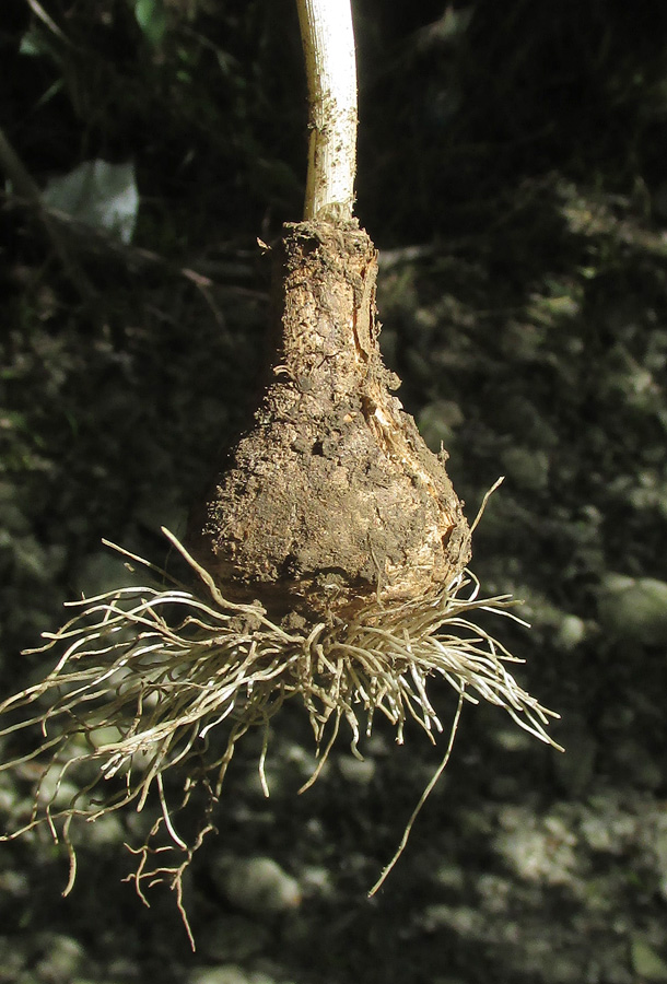 Image of Ornithogalum arcuatum specimen.