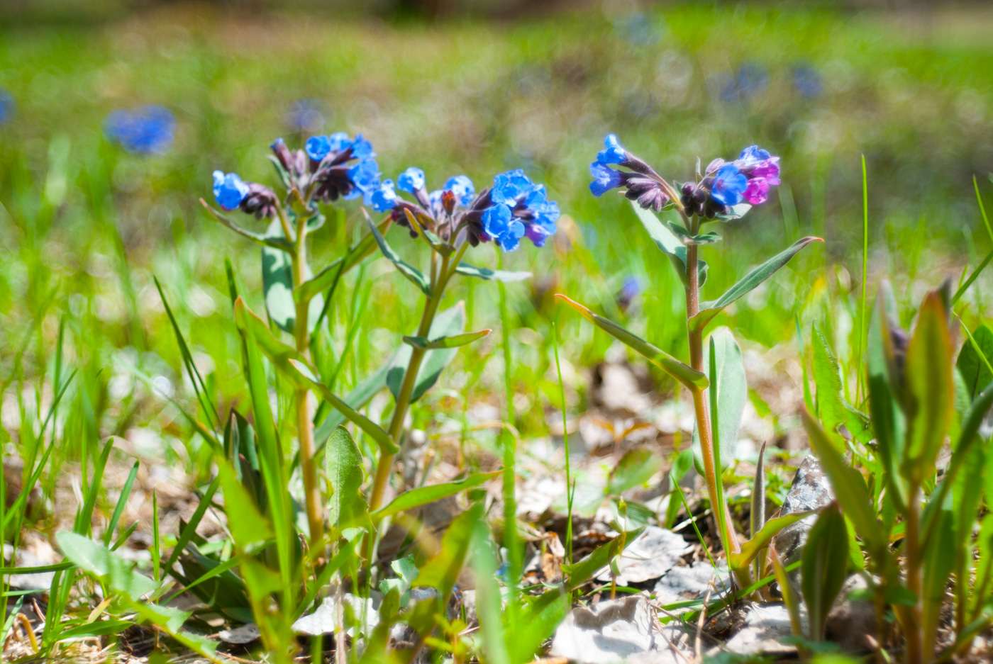 Изображение особи Pulmonaria mollis.