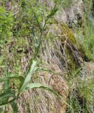 Epipactis veratrifolia