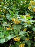 Physocarpus opulifolius. Верхушки плодоносящих побегов. Республика Татарстан, г. Набережные Челны, Автозаводский р-н, 50-й комплекс, у жилых домов, в культуре. 04.08.2015.