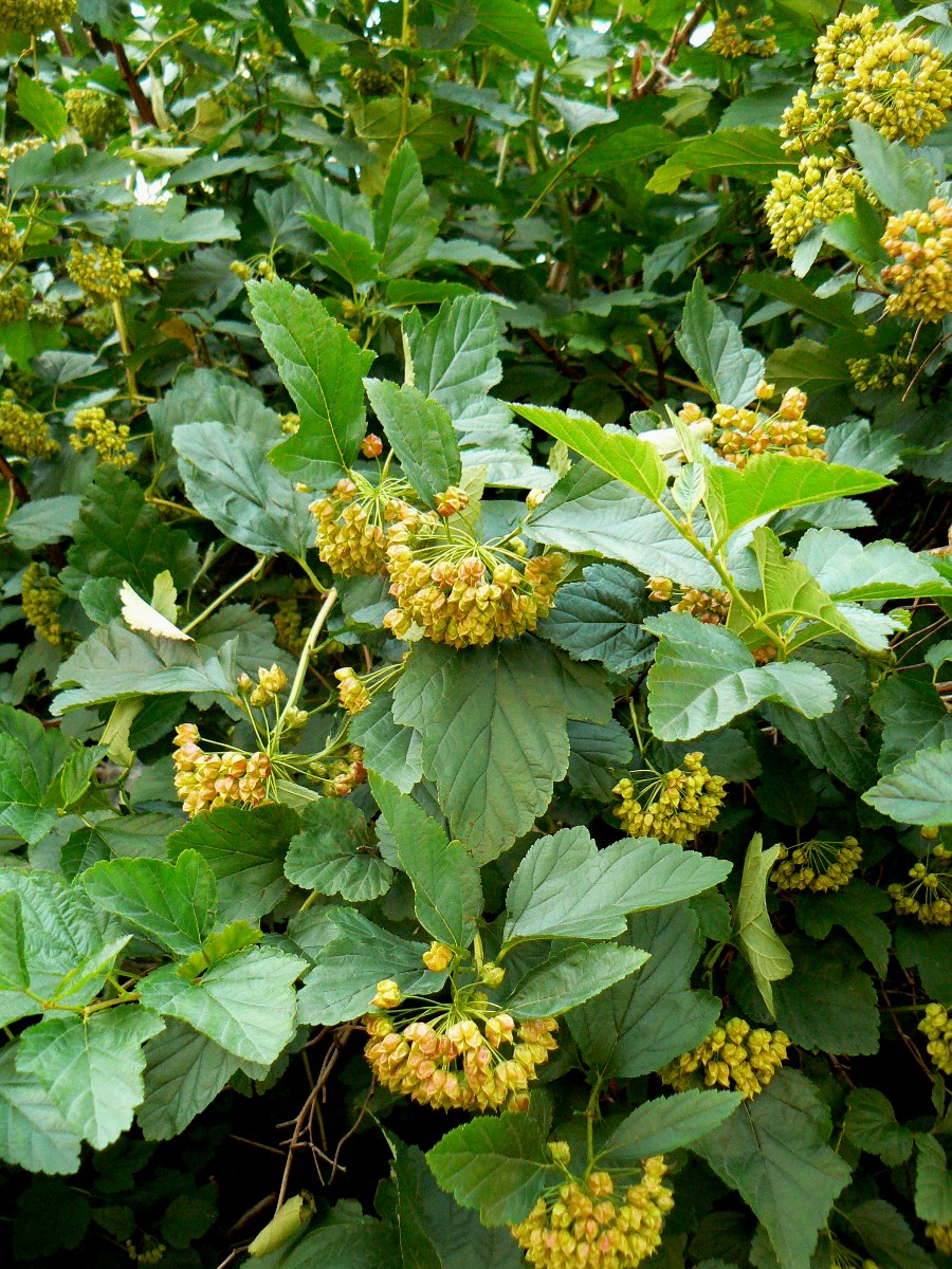 Image of Physocarpus opulifolius specimen.