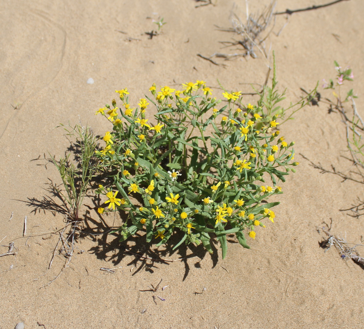 Image of Senecio subdentatus specimen.