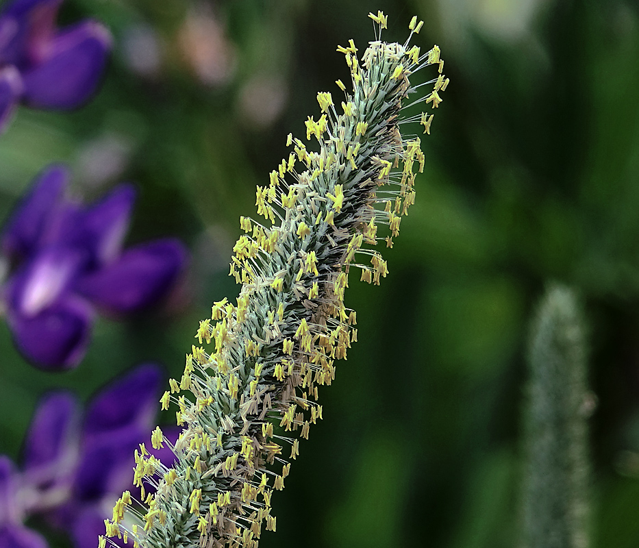 Image of Phleum pratense specimen.