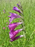 Gladiolus tenuis