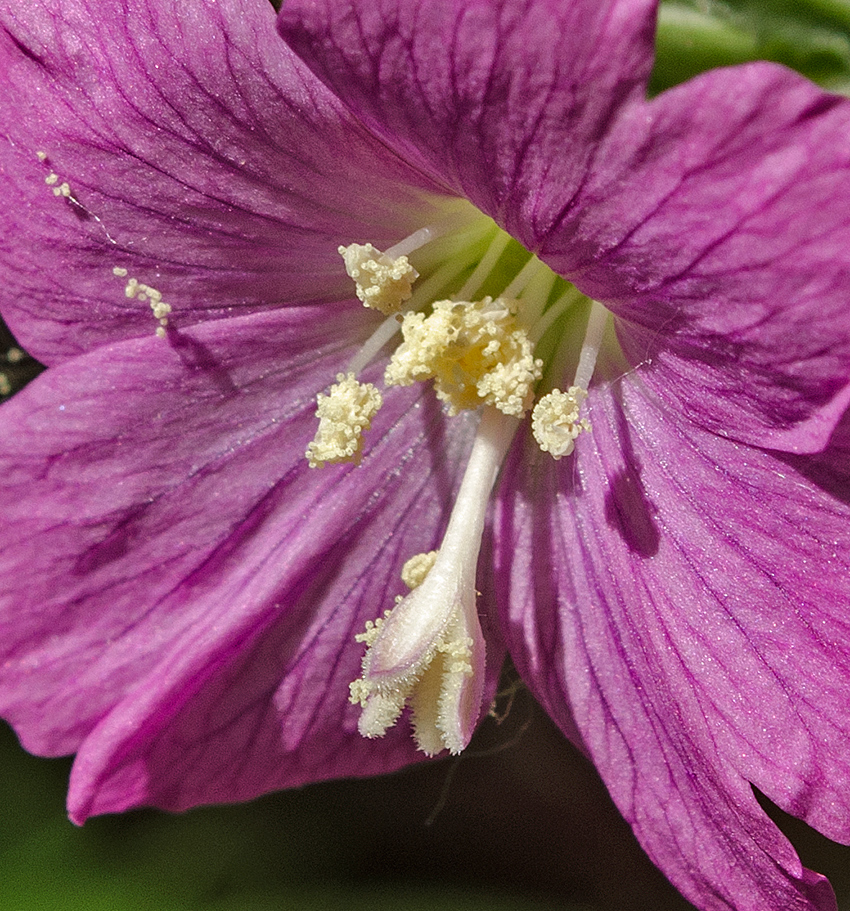 Изображение особи Epilobium hirsutum.