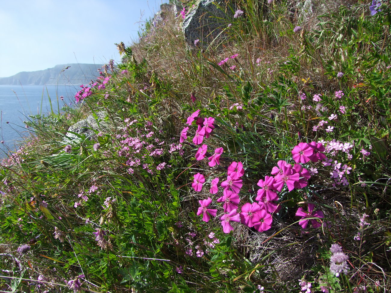 Image of Dianthus repens specimen.