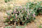 Phlomis thapsoides