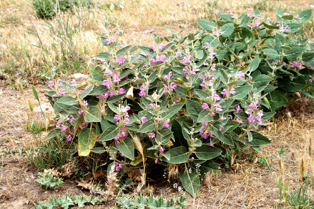 Изображение особи Phlomis thapsoides.