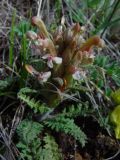 Pedicularis alatauica