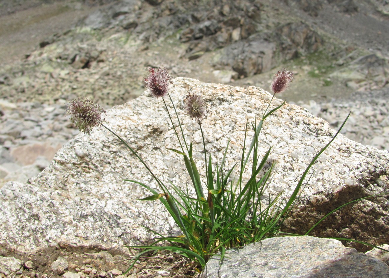 Изображение особи Alopecurus dasyanthus.