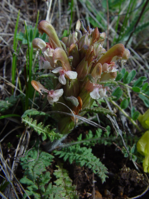 Изображение особи Pedicularis alatauica.