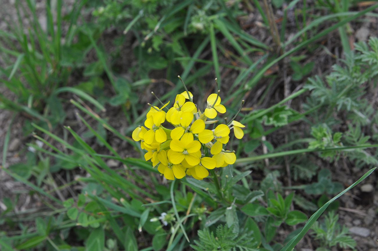 Image of genus Erysimum specimen.