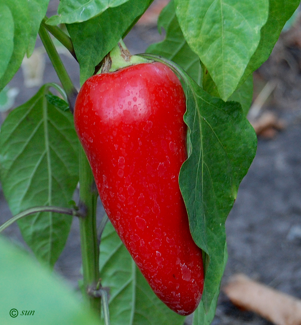 Изображение особи Capsicum annuum.