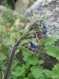 Nepeta supina