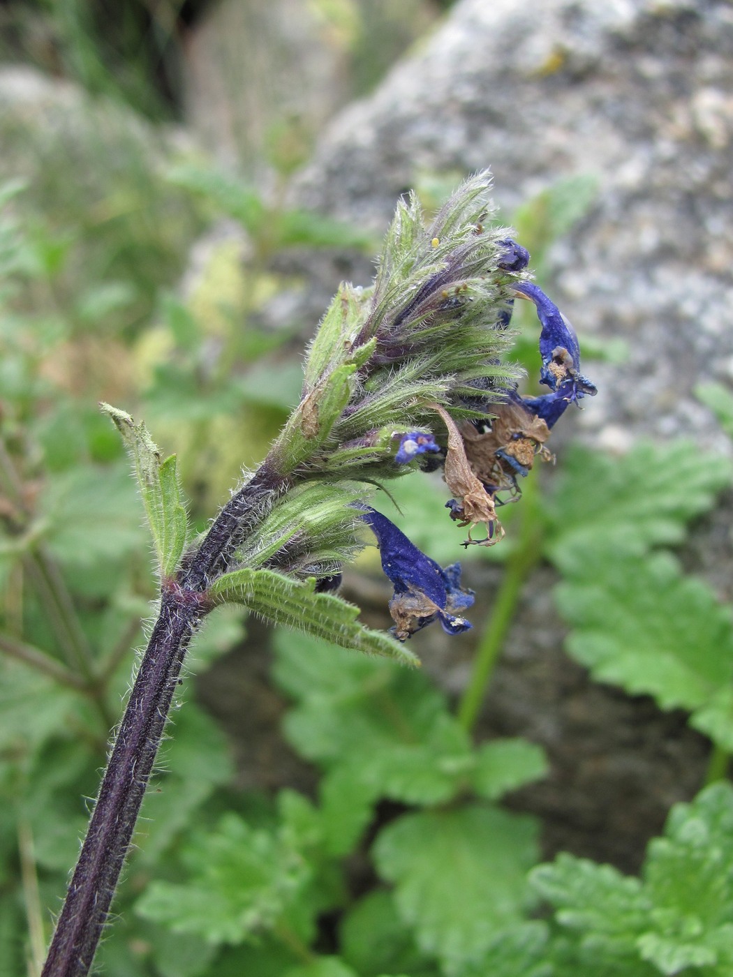 Image of Nepeta supina specimen.