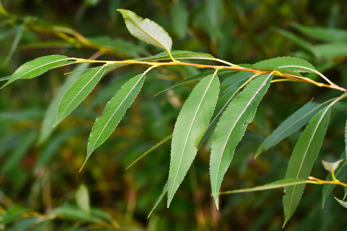 Image of Salix triandra specimen.