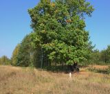 Quercus robur. Взрослое растение (возраст - более 100 лет). Московская обл., Раменский р-н, окр. ж.-д. платформы Хрипань, окраина залежи. 22.09.2018.