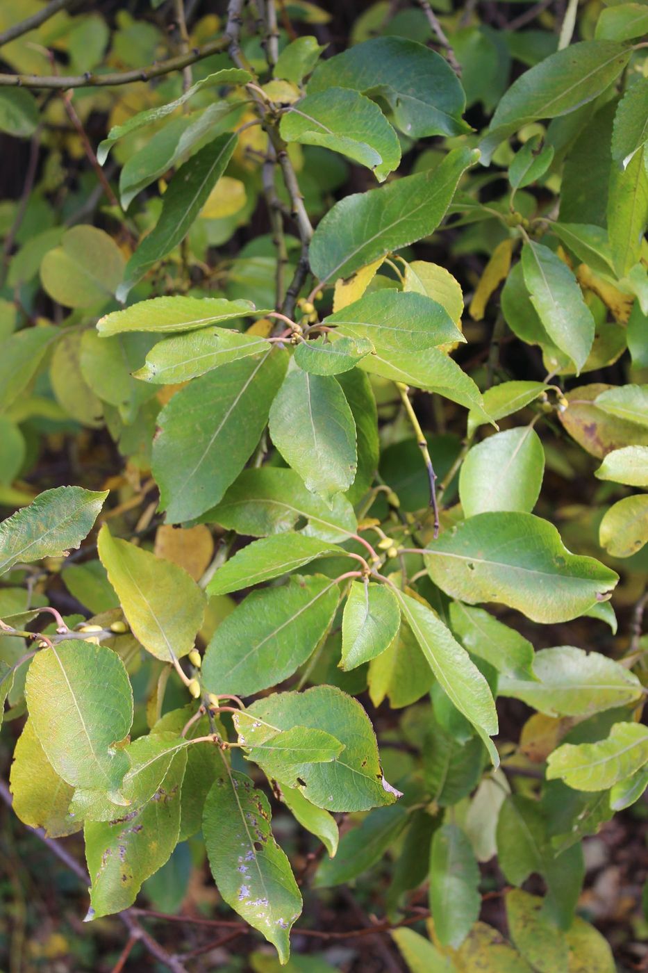 Image of Salix caprea specimen.