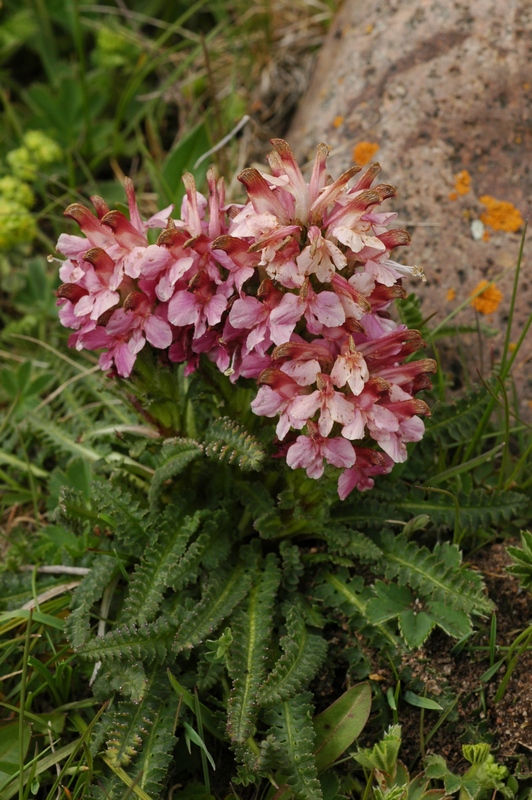 Image of Pedicularis oederi f. rubra specimen.