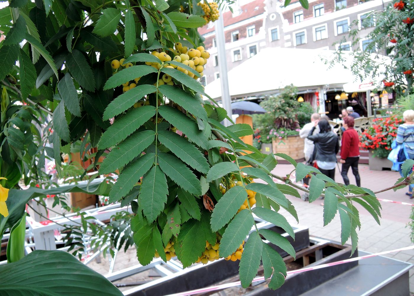 Image of Sorbus &times; arnoldiana specimen.