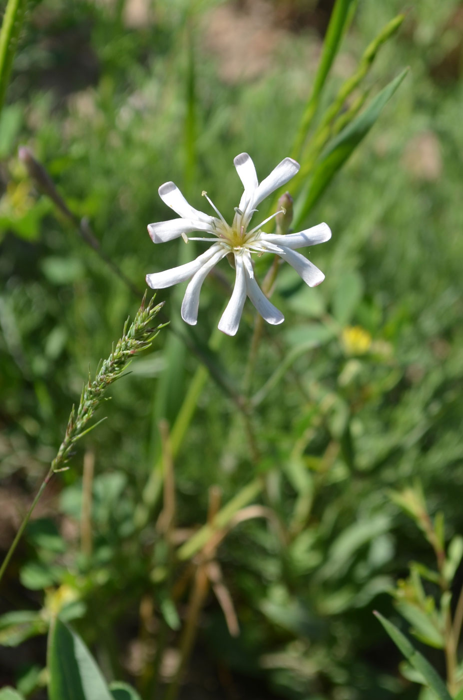 Image of Silene semenovii specimen.