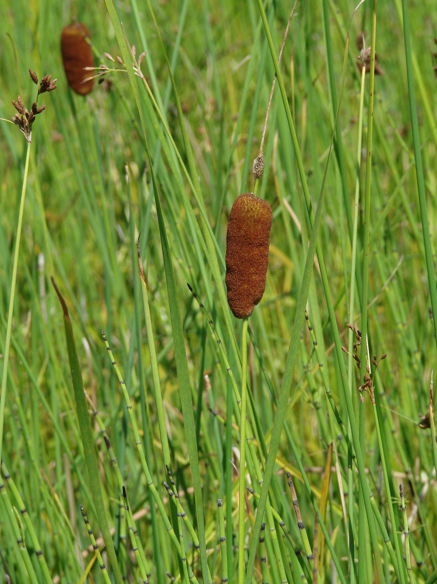 Изображение особи Typha laxmannii.