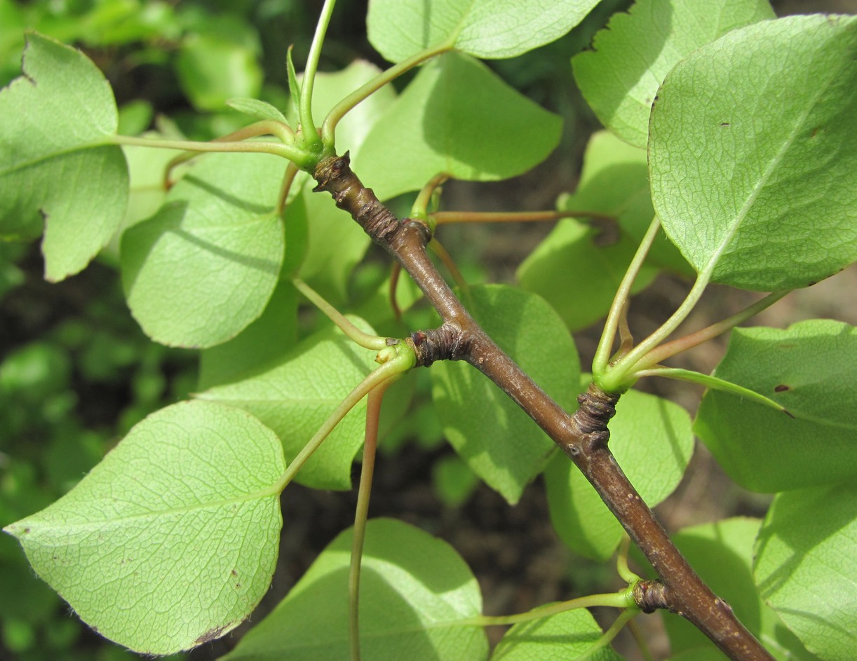 Image of Pyrus caucasica specimen.