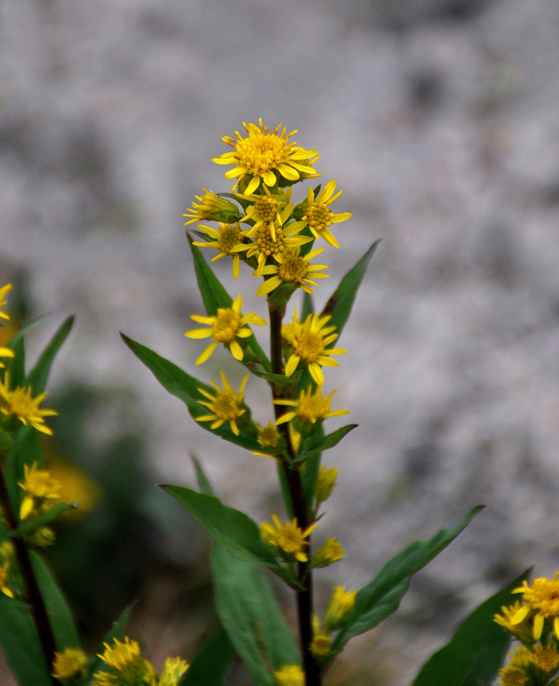 Image of Solidago virgaurea specimen.