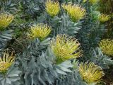 Leucospermum formosum