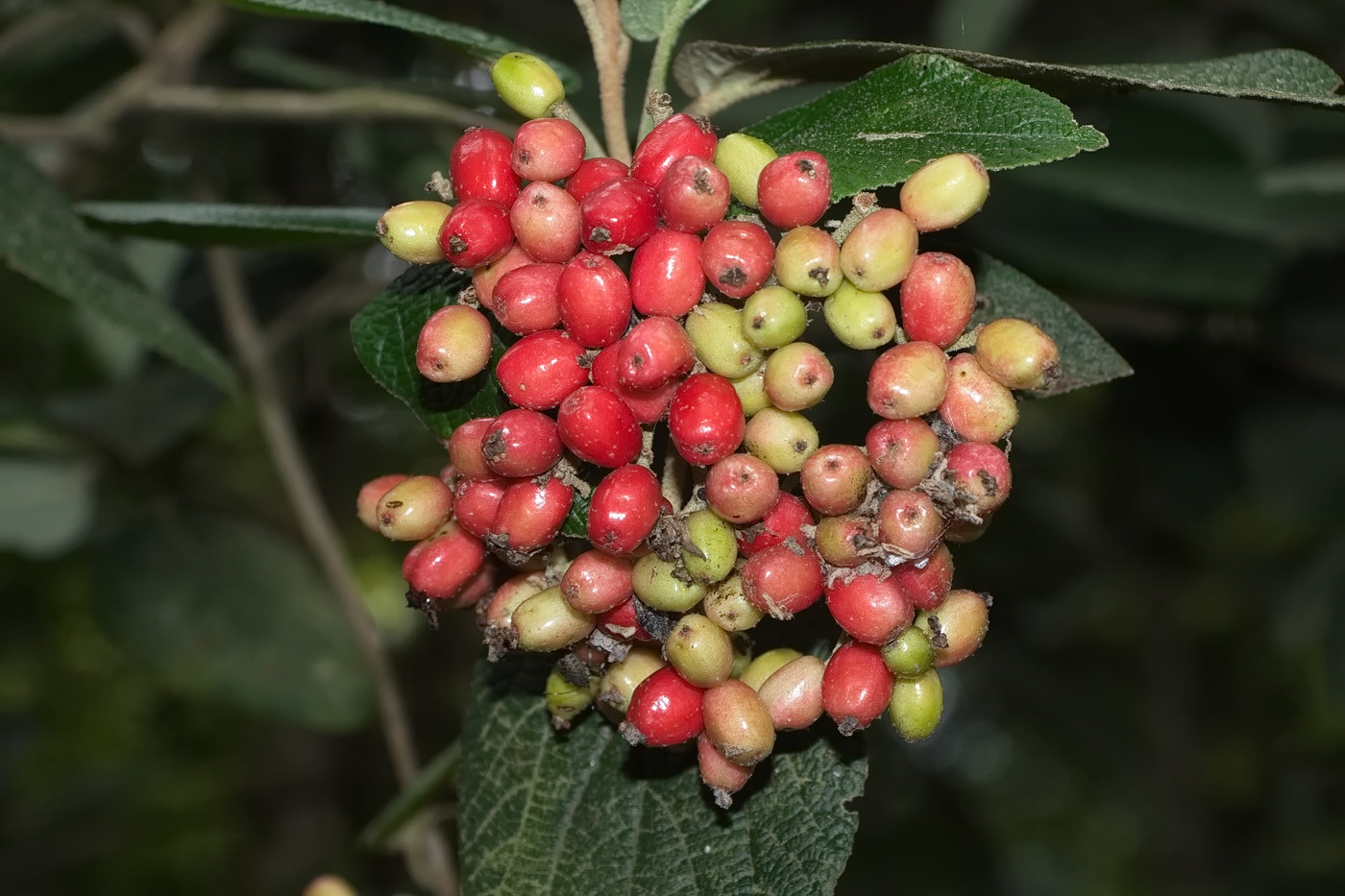 Image of Viburnum rhytidophyllum specimen.