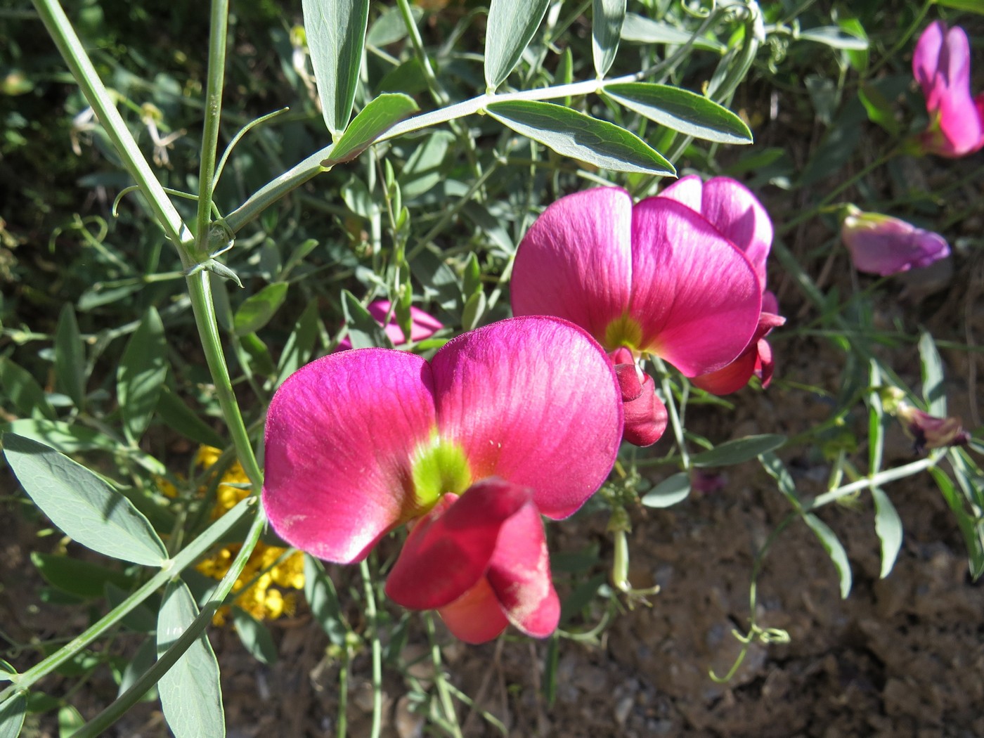 Изображение особи Lathyrus mulkak.