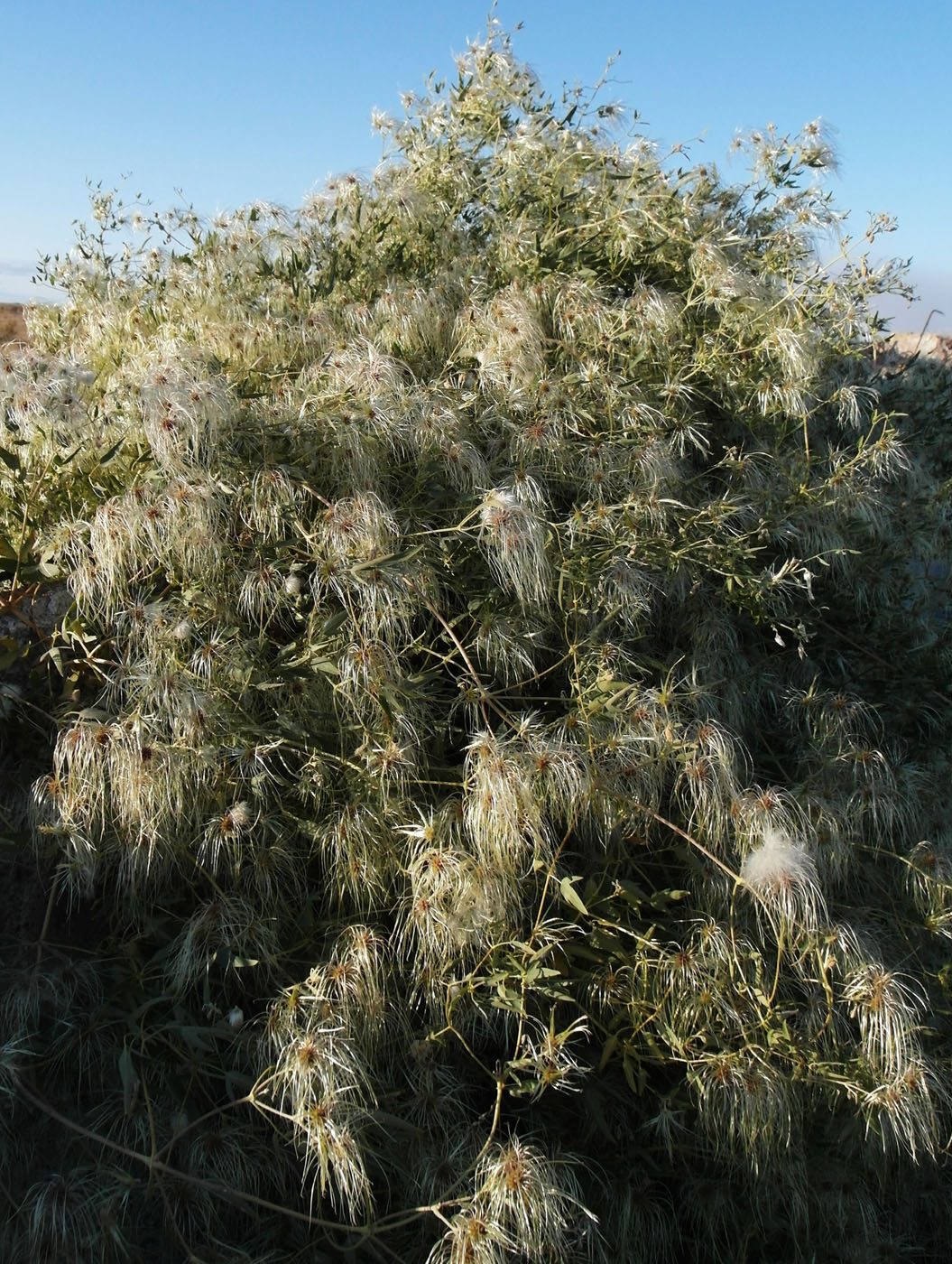 Изображение особи Clematis orientalis.