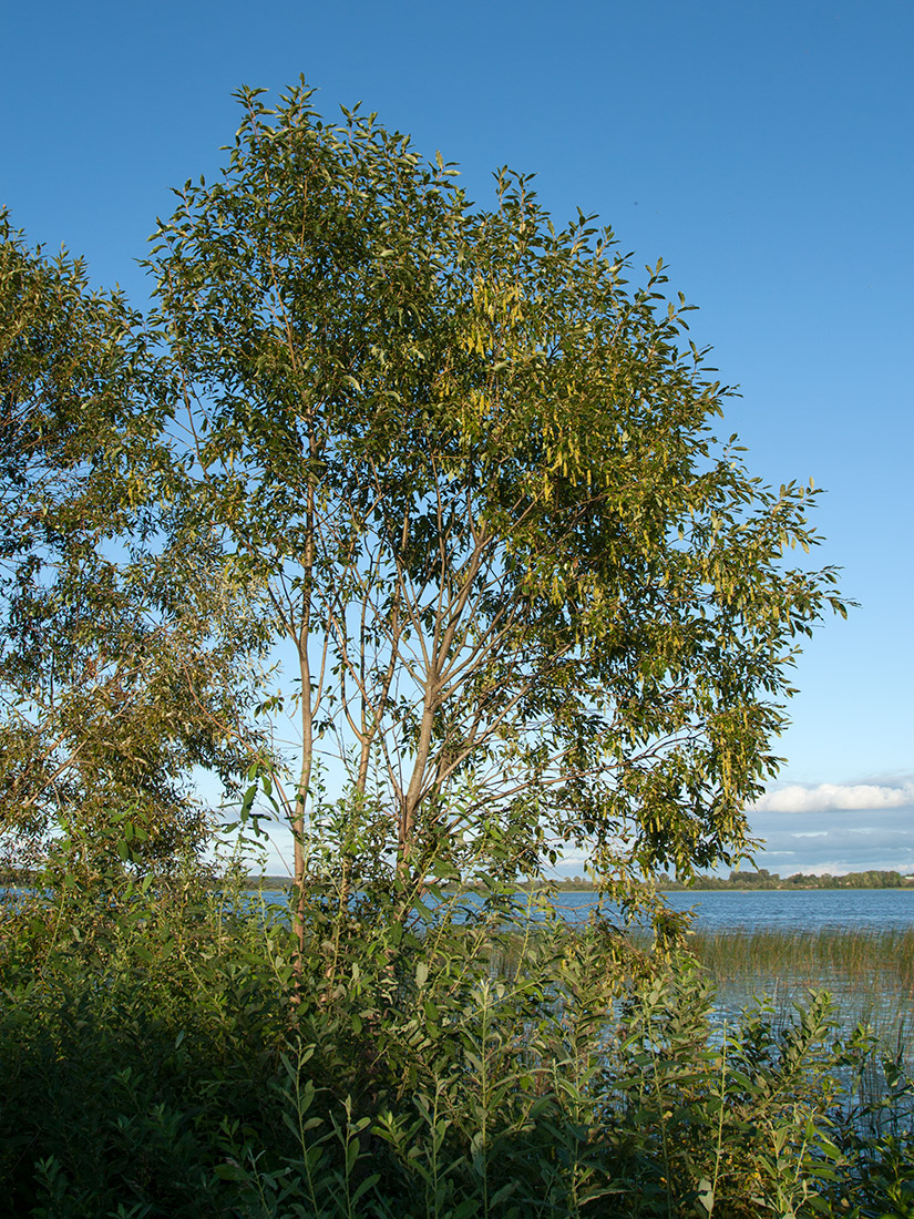 Image of Salix pentandra specimen.