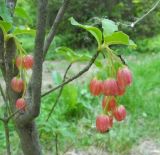 Enkianthus cernuus. Ветви с соцветиями (f. rubens). Польша, г. Рогов, арборетум, в культуре. 29.05.2018.