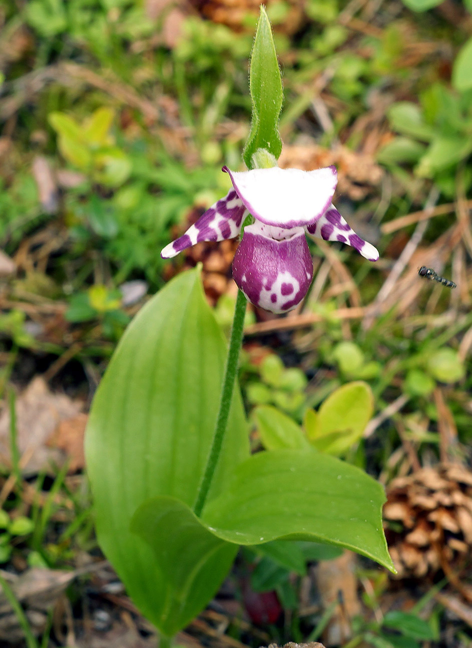 Изображение особи Cypripedium guttatum.