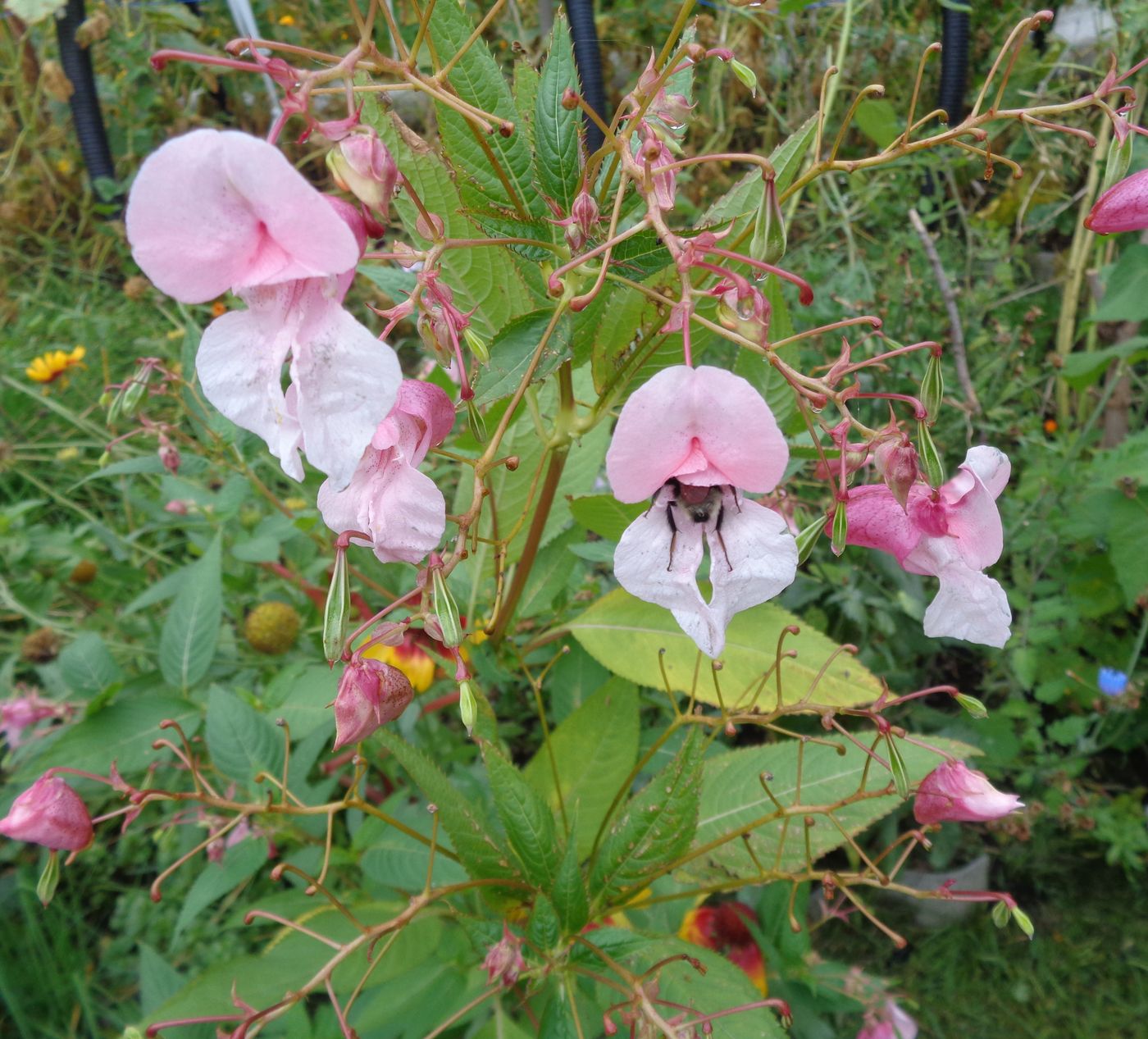 Image of Impatiens glandulifera specimen.